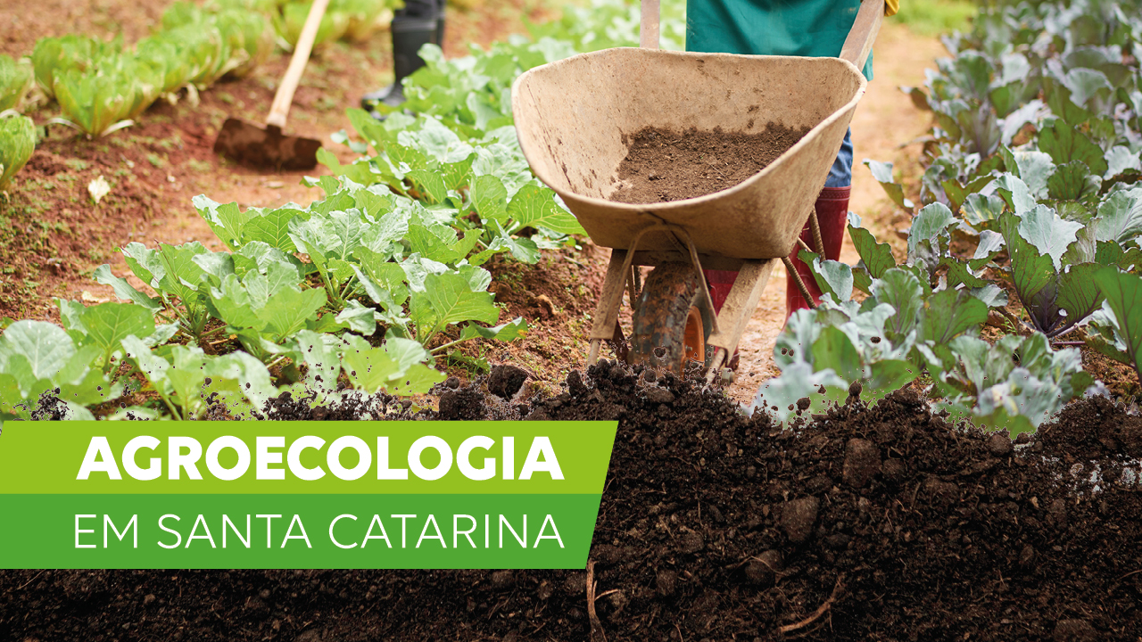 Banner horizontal com foto de canteiros de hortaliças. No meio dos canteiros, há pessoas com enxadas e carrinho de mão. No canto inferior esquerdo, o texto “Agroecologia em Santa Catarina”, destacado em retângulos verdes.