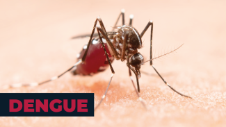 Foto ampliada do mosquito Aedes Aegypti sobre uma superfície. Ele é um inseto preto com manchas brancas. No canto inferior esquerdo, o título “Dengue”, em fonte vermelha e dentro de um retângulo azul-escuro. 